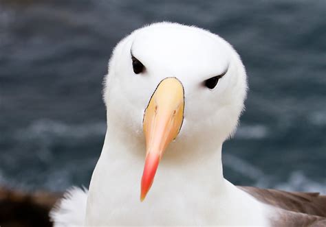albatross meaning
